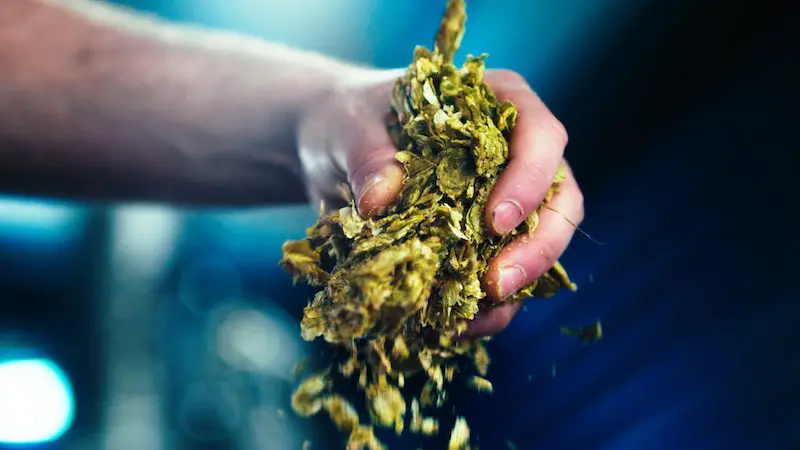 Adding hops to mash tun